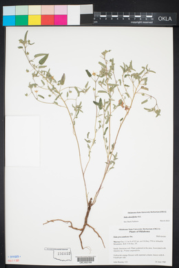 Sida abutilifolia image