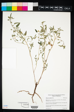Sida abutilifolia image