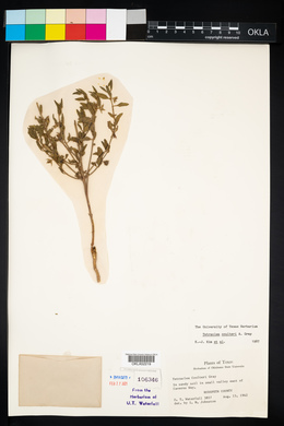 Clerodendrum coulteri image