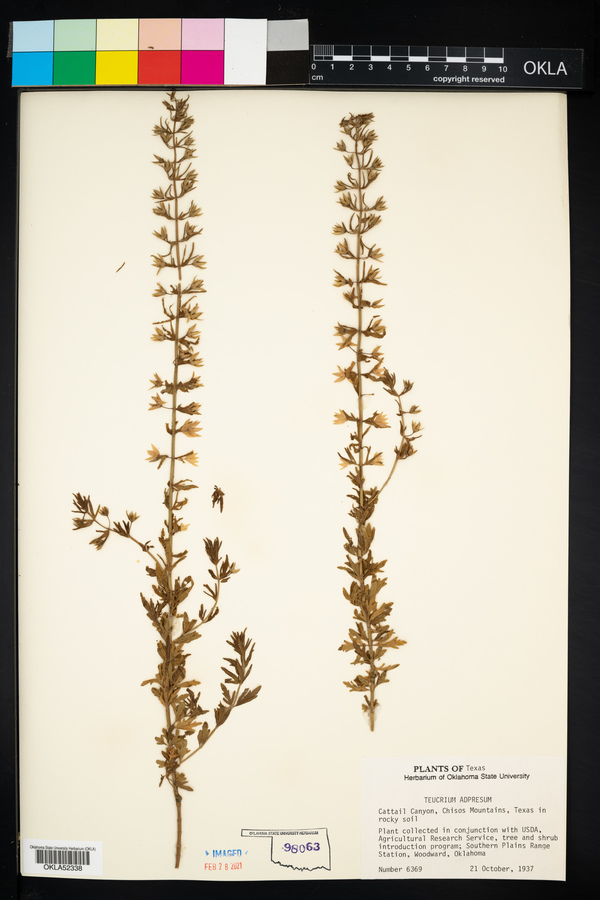 Teucrium cubense var. densum image