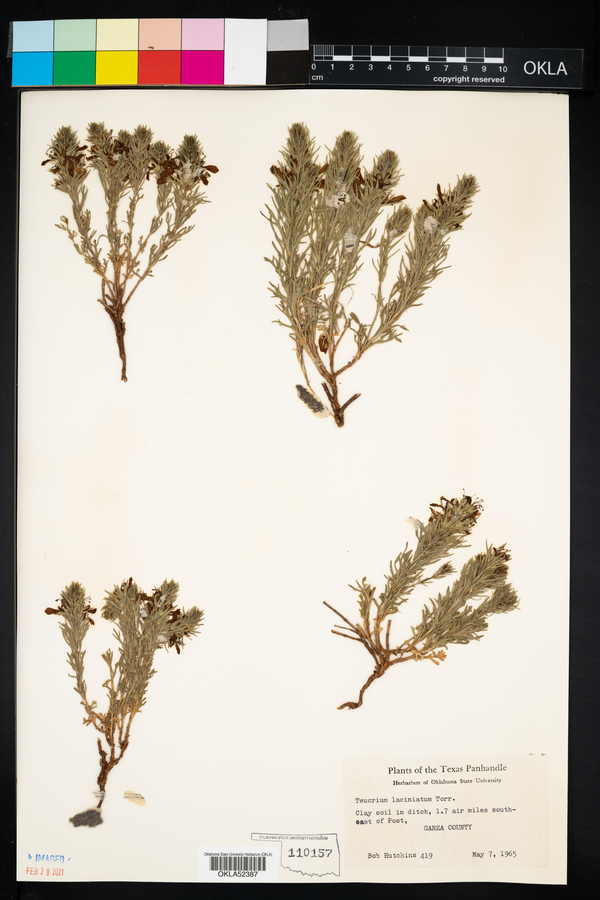 Teucrium laciniatum image