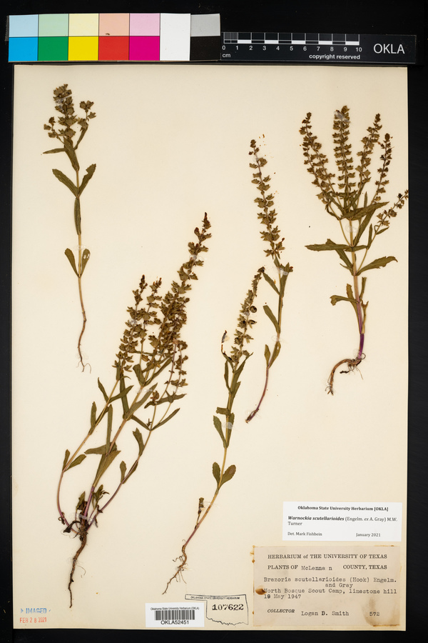 Warnockia scutellarioides image