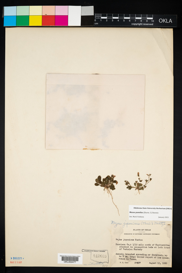 Mazus image