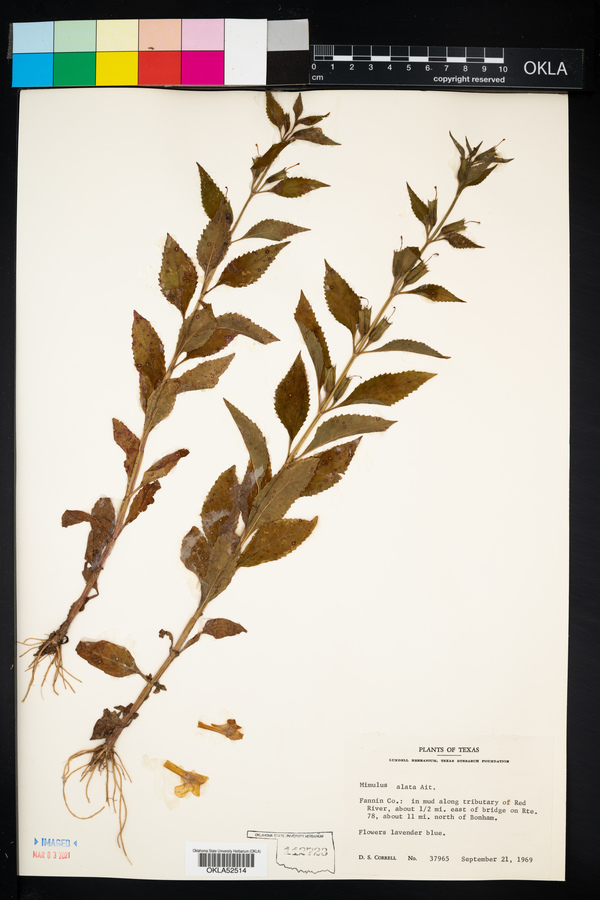 Mimulus alatus image