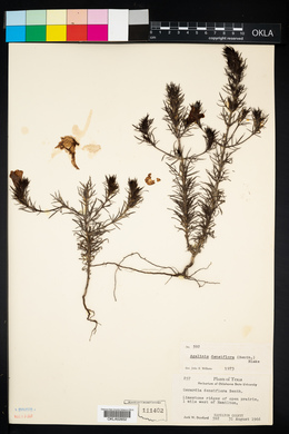 Image of Agalinis densiflora