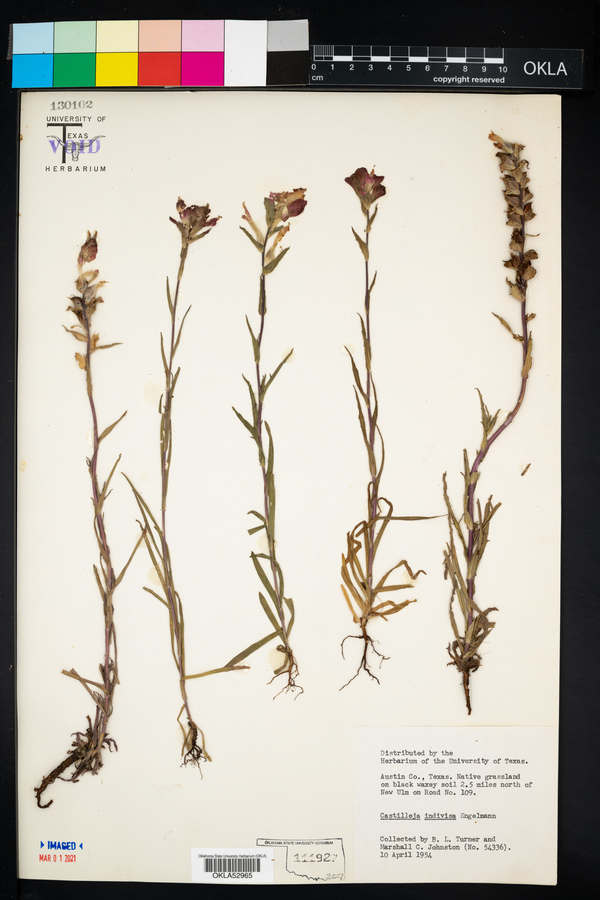 Castilleja indivisa image