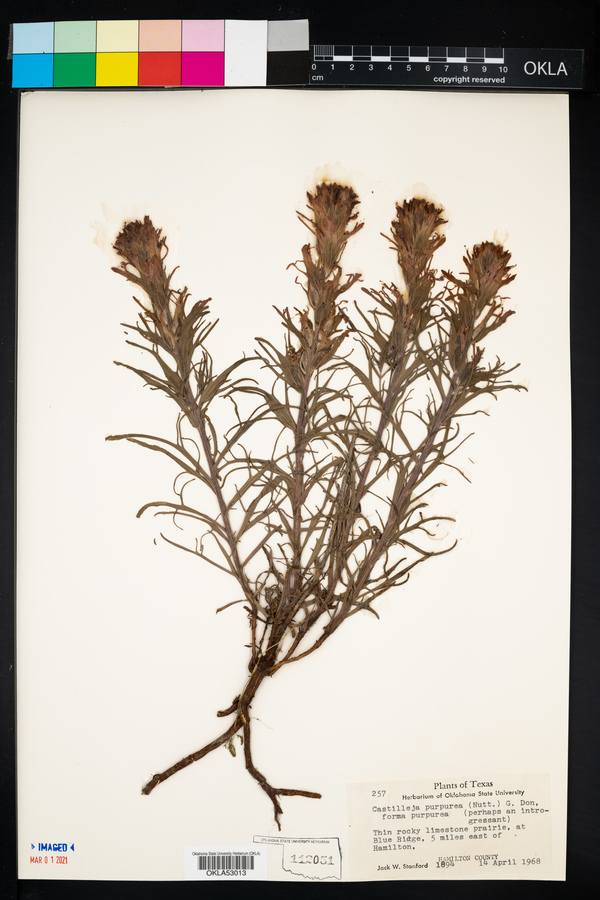 Castilleja purpurea image