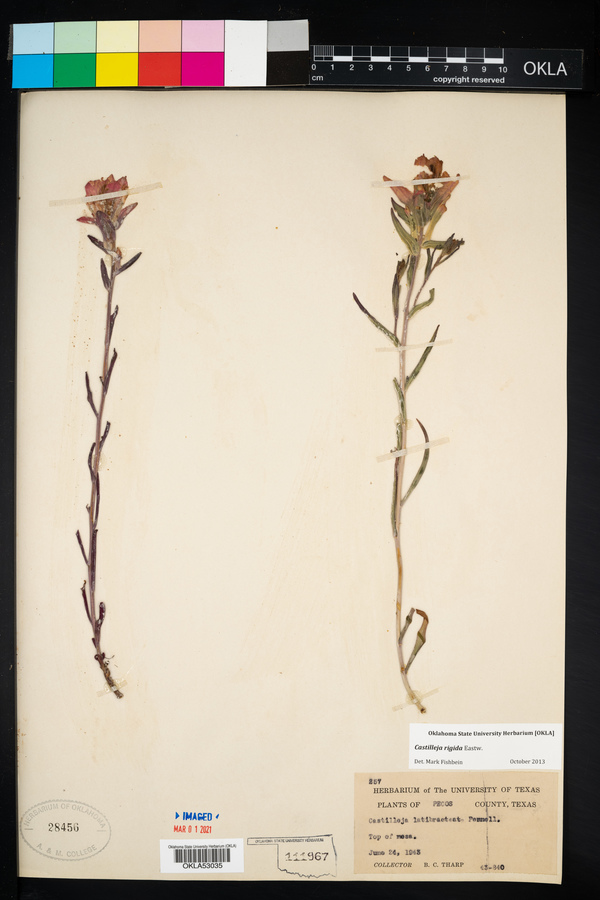 Castilleja rigida image
