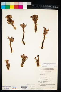Orobanche ludoviciana ssp. multiflora image