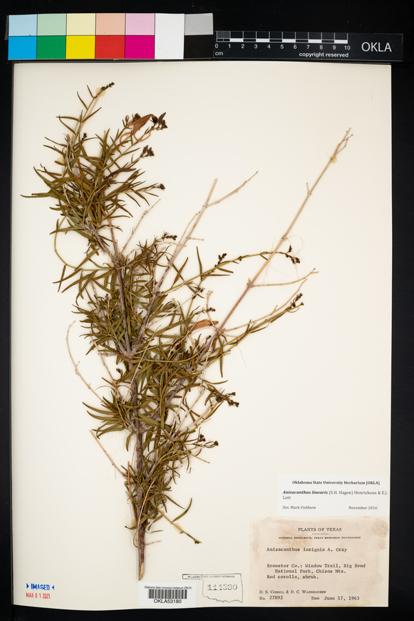 Anisacanthus linearis image