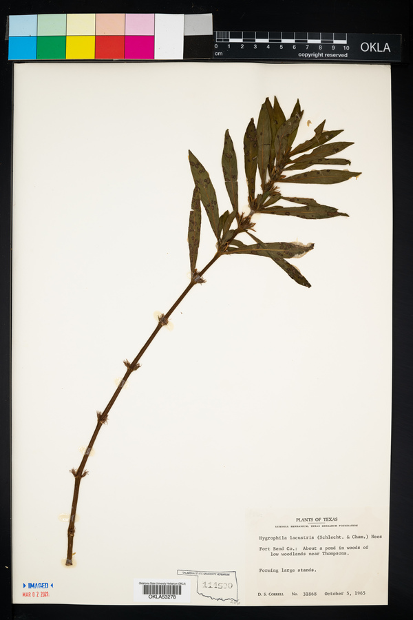 Hygrophila image