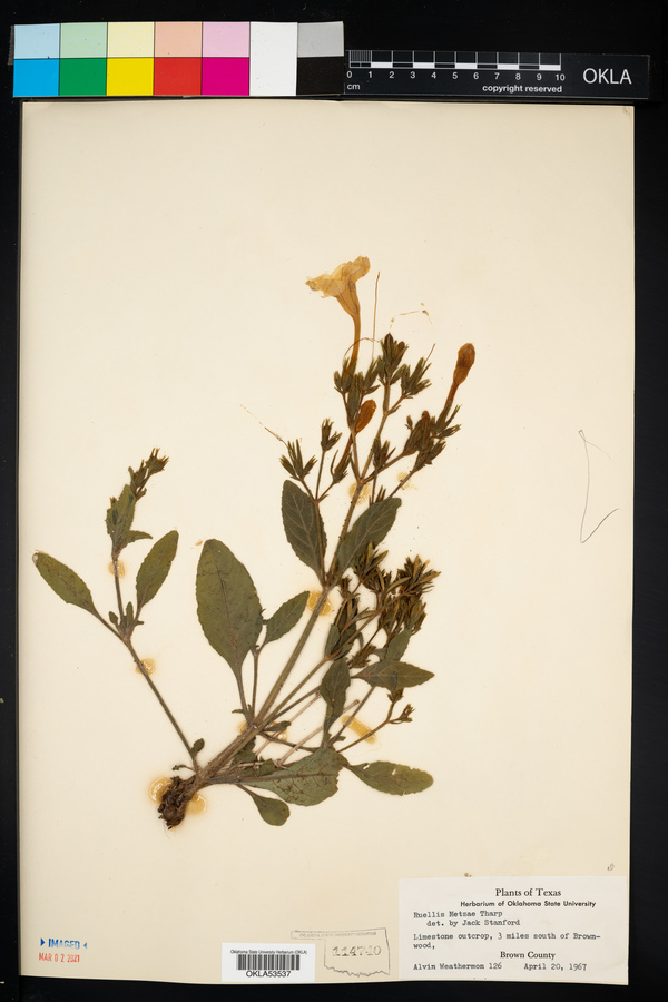 Ruellia metzae image