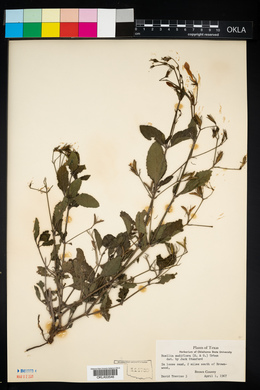 Ruellia nudiflora image