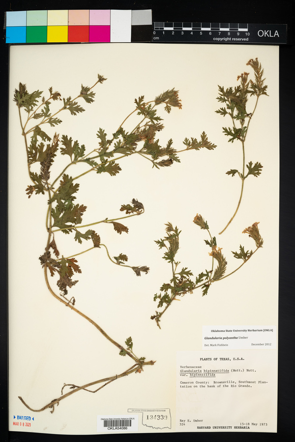 Glandularia polyantha image
