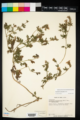 Image of Glandularia polyantha
