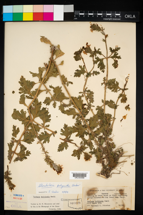 Glandularia polyantha image