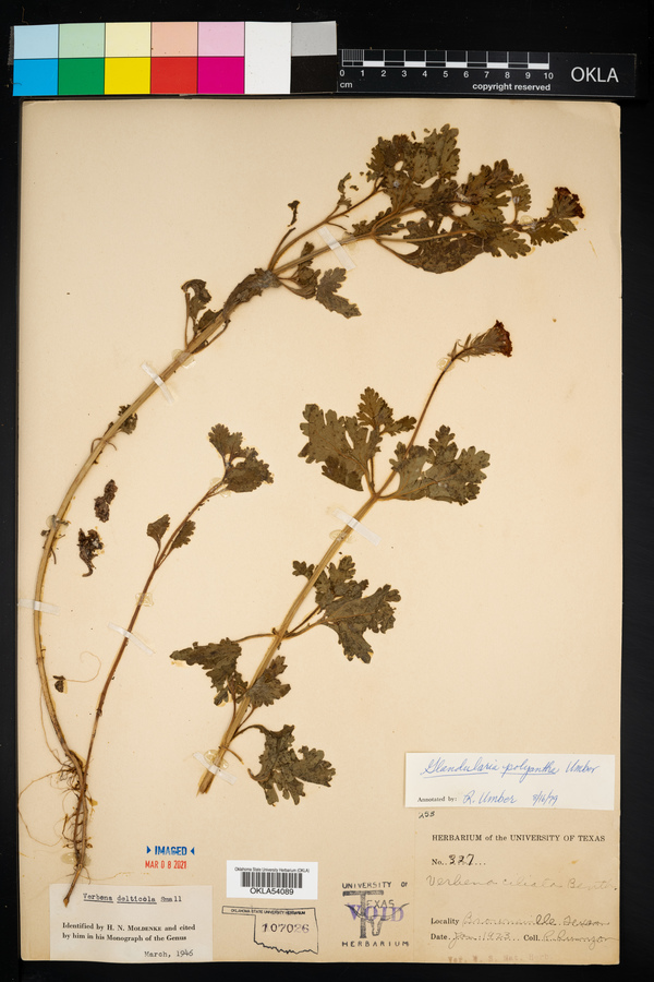 Glandularia polyantha image