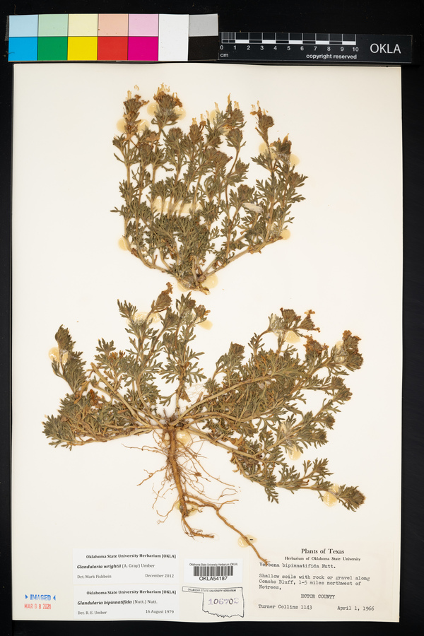 Glandularia wrightii image