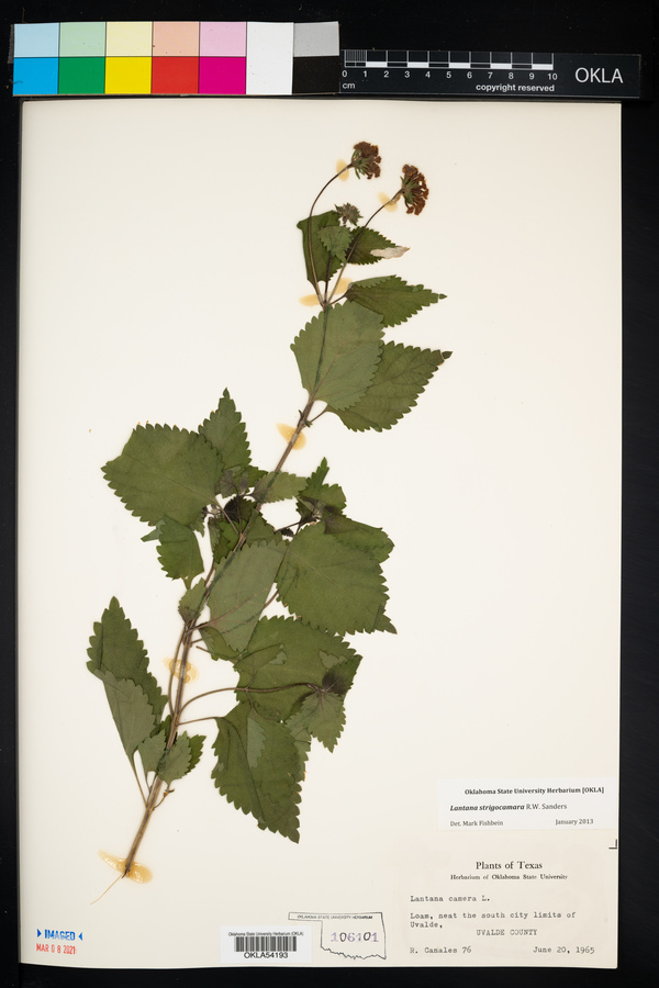Lantana strigocamara image