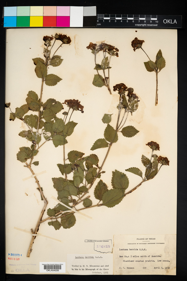 Lantana horrida image