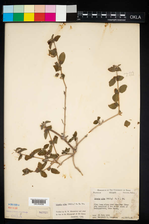 Lippia alba image