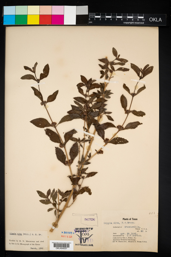 Lippia alba image