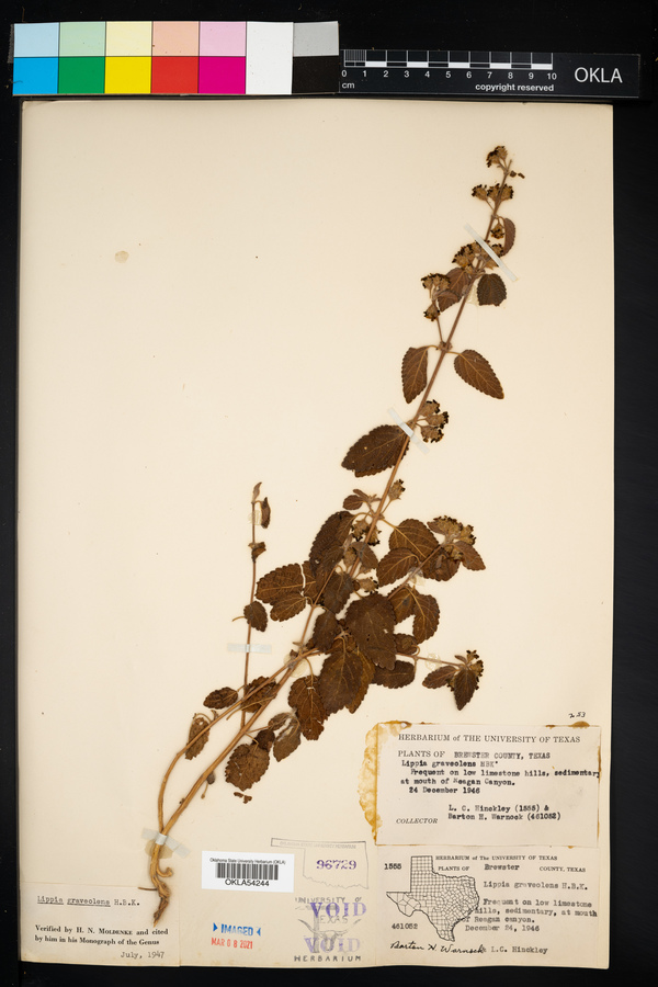 Lippia image
