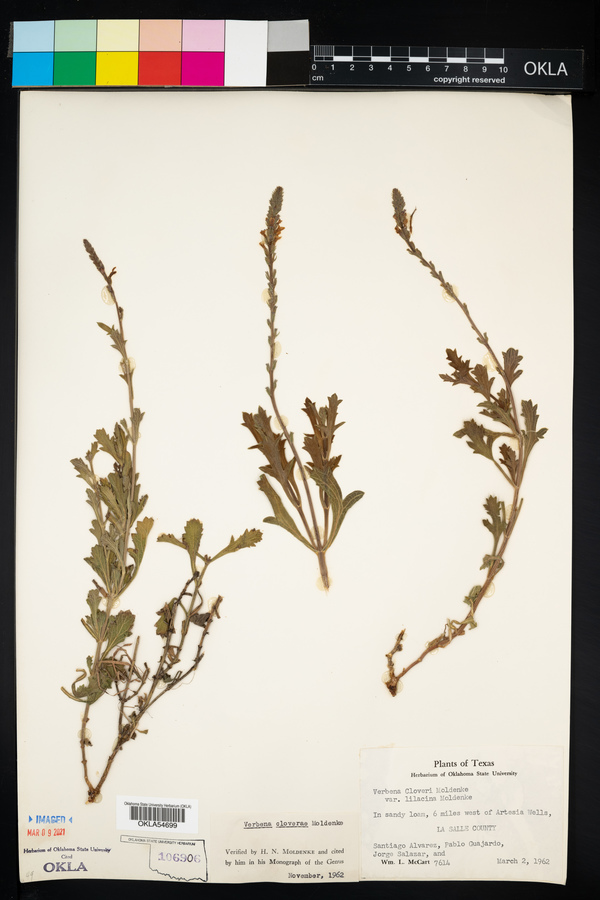 Verbena cloverae image