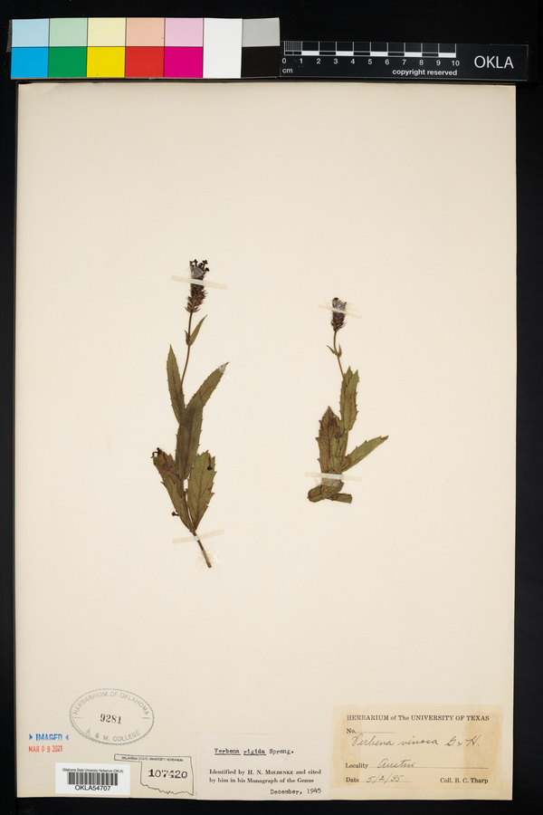Verbena rigida image