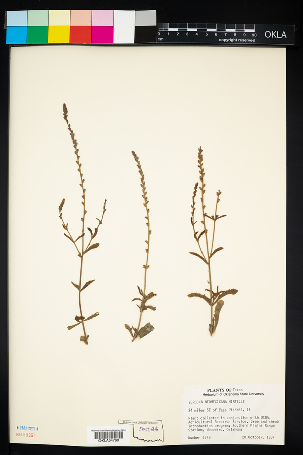 Verbena neomexicana var. hirtella image