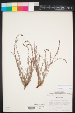 Verbena perennis image