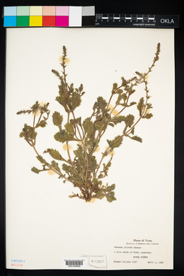 Verbena plicata image