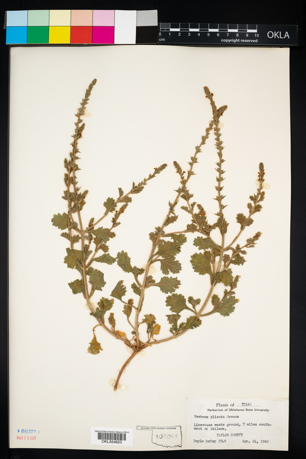 Verbena plicata image