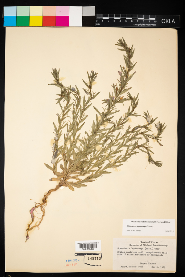 Triodanis leptocarpa image