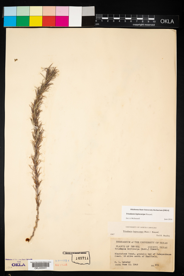 Triodanis leptocarpa image