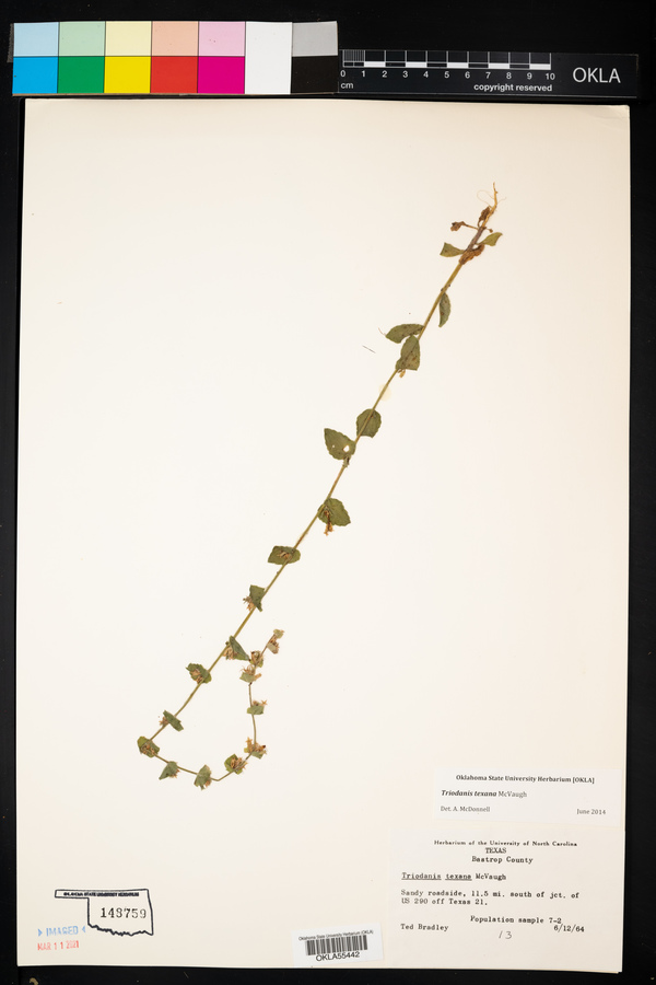 Triodanis texana image