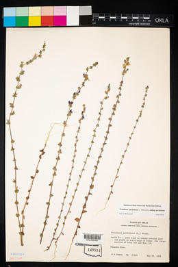 Triodanis perfoliata subsp. perfoliata image
