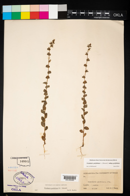 Triodanis perfoliata subsp. perfoliata image