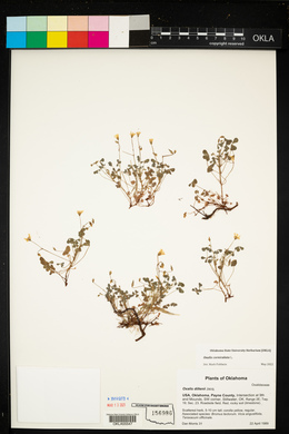 Oxalis corniculata image