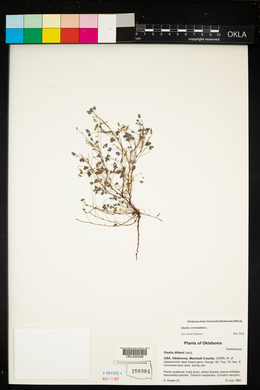 Oxalis corniculata image