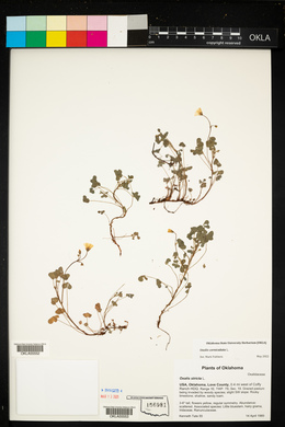 Oxalis corniculata image