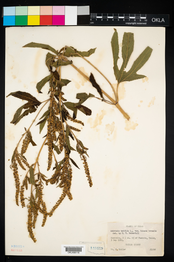 Ambrosia trifida var. texana image