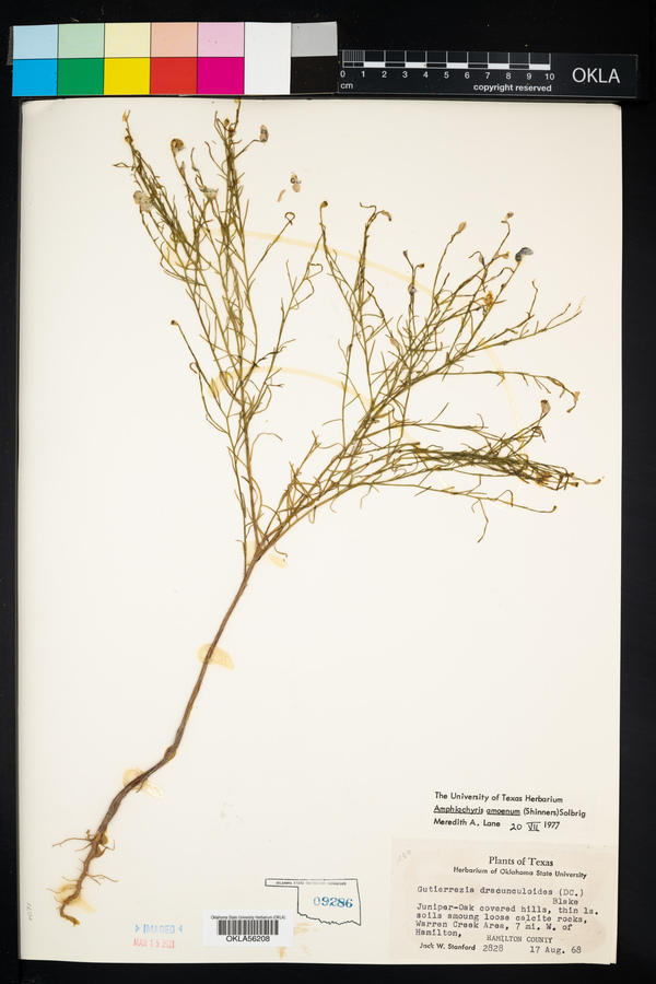 Amphiachyris amoenum image
