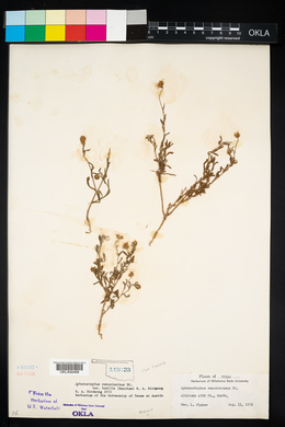 Aphanostephus ramosissimus var. humilis image