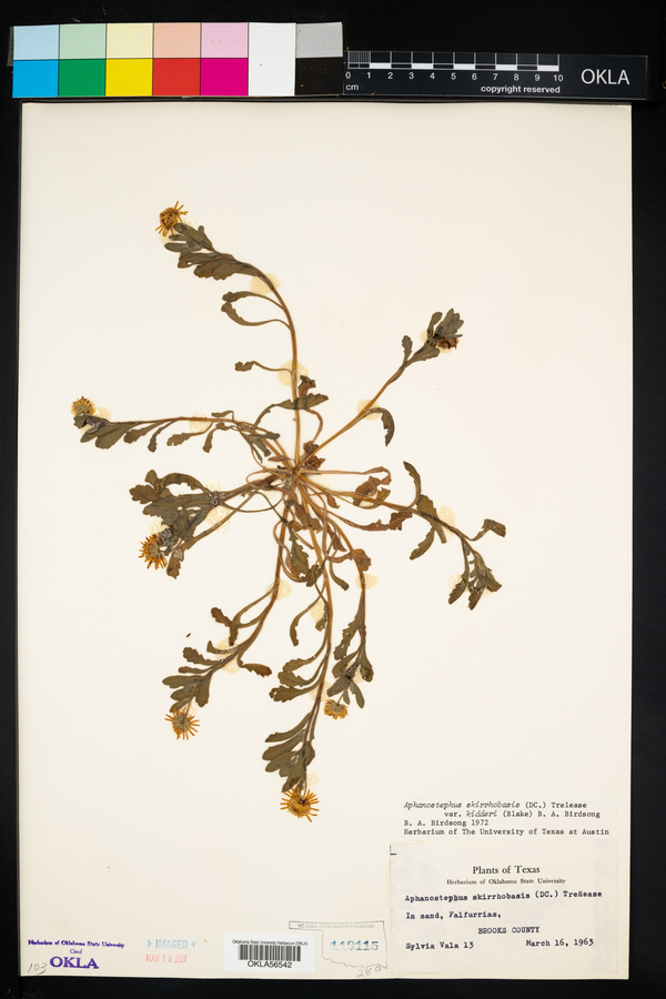 Aphanostephus skirrhobasis image
