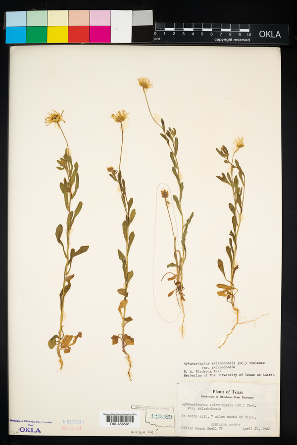 Aphanostephus skirrhobasis var. skirrhobasis image