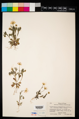 Astranthium integrifolium var. ciliatum image