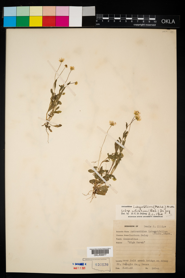 Astranthium integrifolium subsp. ciliatum image