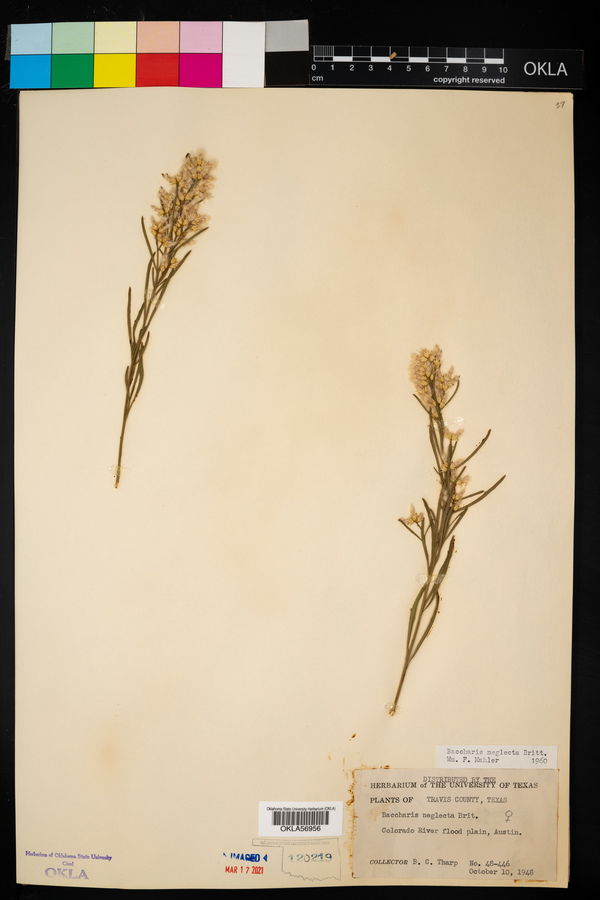 Baccharis neglecta image