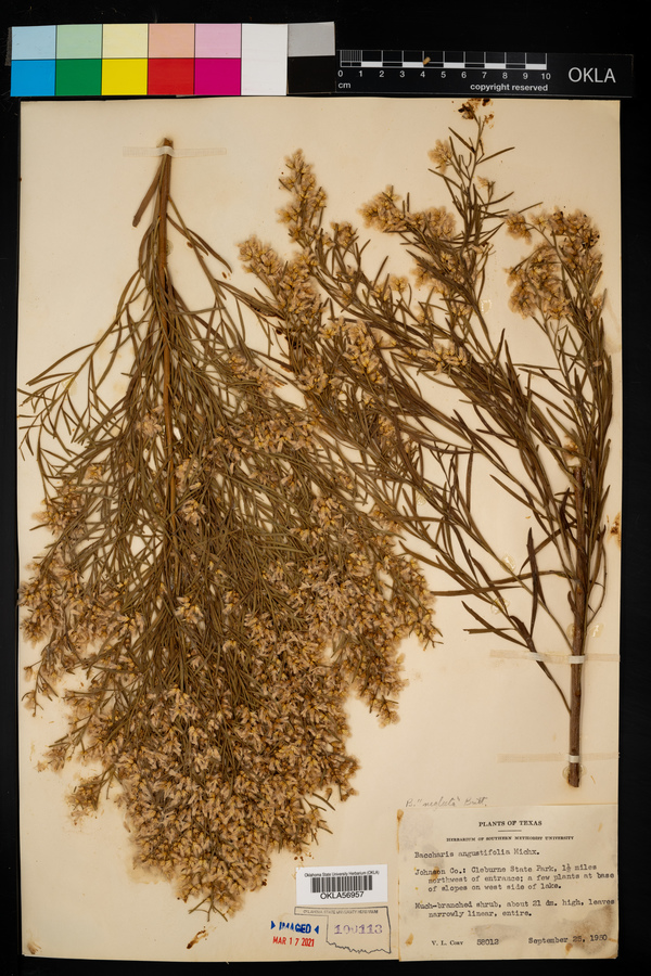 Baccharis neglecta image